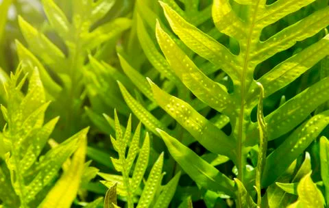 Green leaf texture background Stock Photos