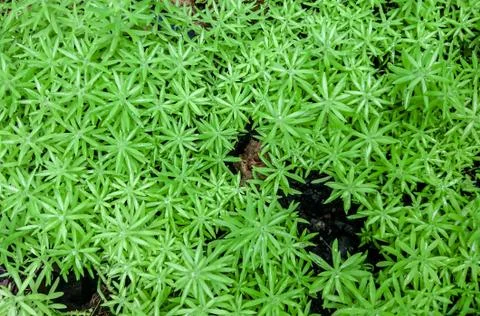 Green leaf texture background Stock Photos