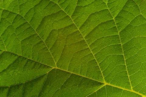 Green leaf texture, background Stock Photos