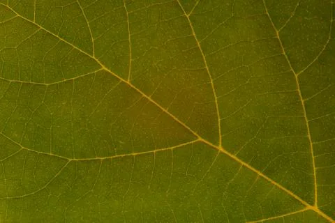 Green leaf texture, background Stock Photos