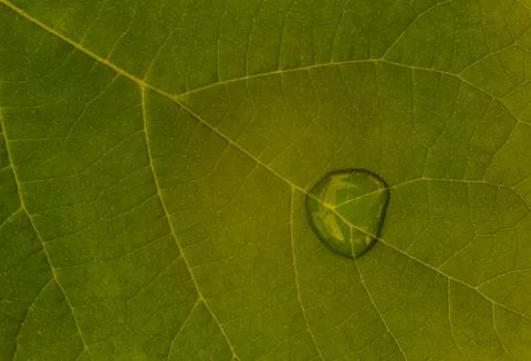 Green leaf texture, background Stock Photos