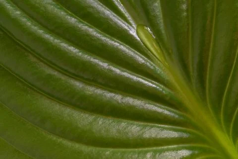 Green leaf texture, background Stock Photos