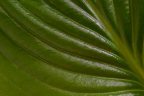 Green leaf texture, background Stock Photos