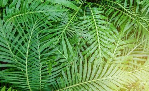 Green leaf texture background Stock Photos