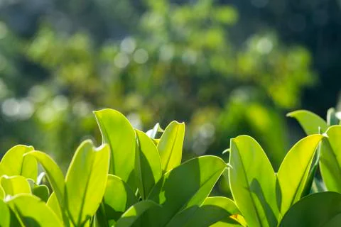 Green leaf texture background Stock Photos
