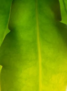 Green leaf texture background Stock Photos