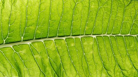 Green Leaf Texture background. Stock Photos