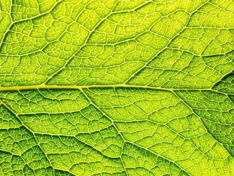 Green leaf texture background Foto stock