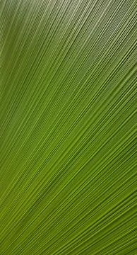 Green leaf texture background Stock Photos