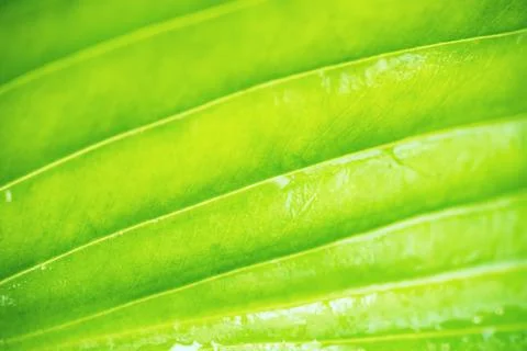 Green Leaf Texture as Background Stock Photos