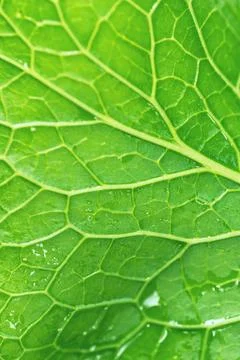 Green Leaf Texture as Background Stock Photos