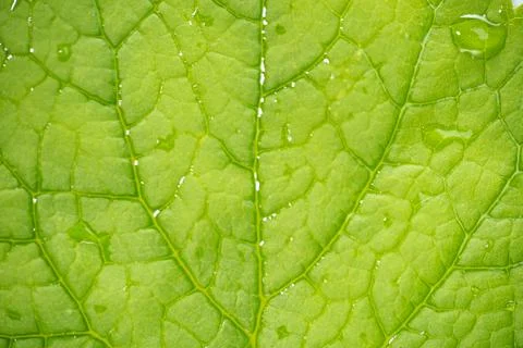 Green Leaf Texture as Background Stock Photos
