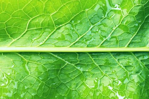 Green Leaf Texture as Background Stock Photos