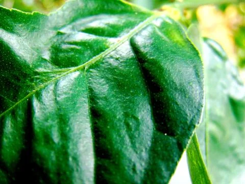 Green Leaf Texture Background Foto stock