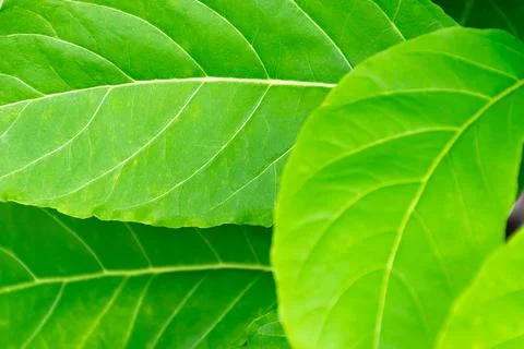 Green Leaf Texture Background Stock Photos