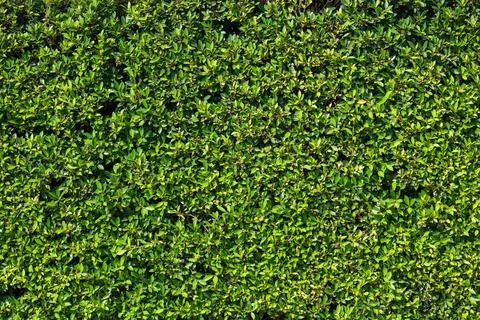 Green leaf texture background Stock Photos