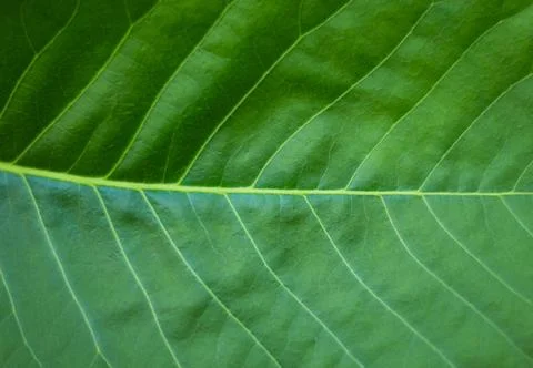 Green Leaf texture background 写真素材