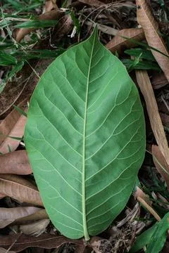 Green Leaf texture background 写真素材