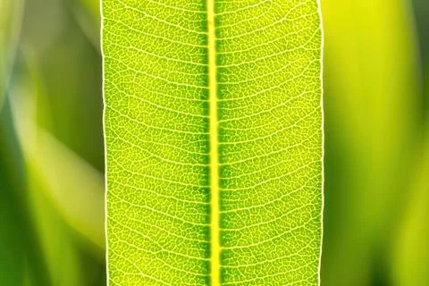 Green Leaf Texture background Stock Photos