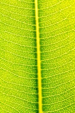 Green Leaf Texture background Stock Photos