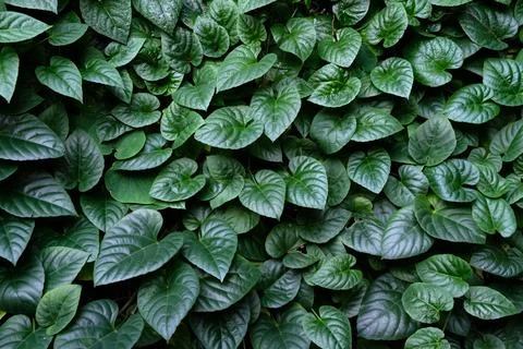 Green leaf texture background Foto stock