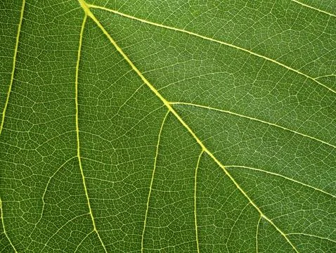 Green leaf texture. background texture. Natural of green leaf. Stock Photos