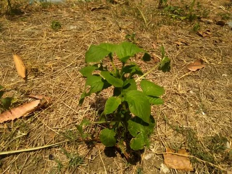 Green leaf texture background. Wallpaper leaf Surface natural green plants fresh Stock Photos