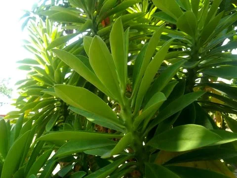 Green leaf texture background. Wallpaper leaf Surface natural green plants fresh Stock Photos