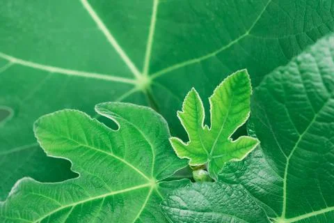 Green leaf texture background.Natural background of green fig tree leaves Stock Photos