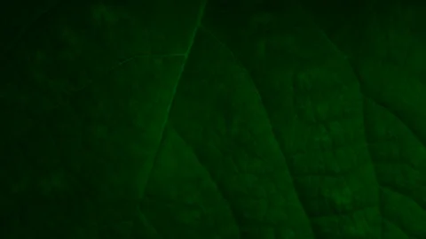 The green leaf texture banner was shot close-up Stock Photos