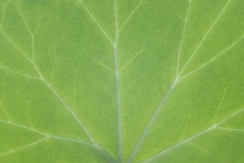 Green leaf texture close up, background and for design Foto stock