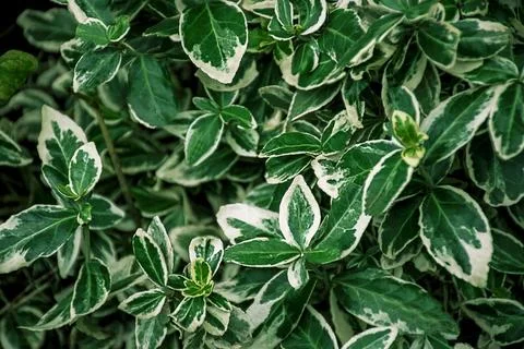 Green leaf texture. Close-up . House plant. Indoor plants. Wallpaper for sp.. Foto stock