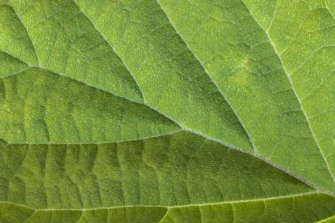 Green leaf texture close up, natural background Stock Photos