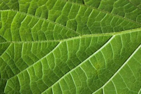Green leaf texture close up, natural background Stock Photos