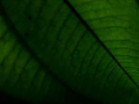 Green Leaf Texture Close Up with Natural Veins and Deep Green Tones Stock Photos