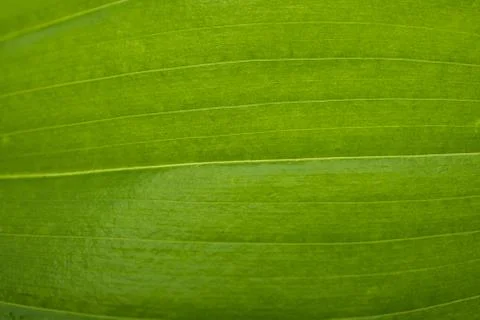 Green leaf texture close up Stock Photos