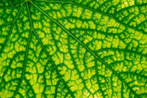 Green leaf texture. Close up. Stock Photos