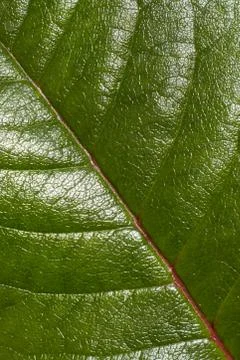 Green leaf texture close-up Stock Photos