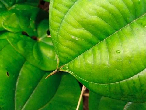 Green Leaf Texture Close Up Stock Photos