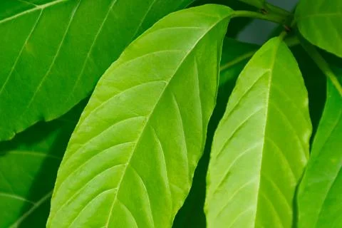 Green Leaf Texture Closeup Background Stockfoto's