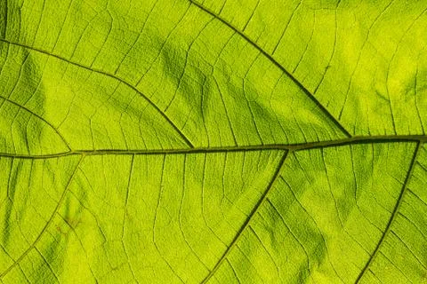 Green leaf texture closeup light pass Stock Photos