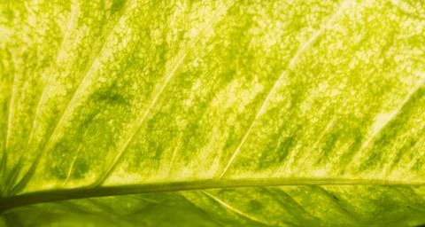 Green leaf texture closeup light pass Stock Photos