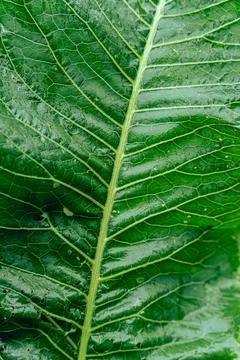 Green leaf texture closeup Stock Photos