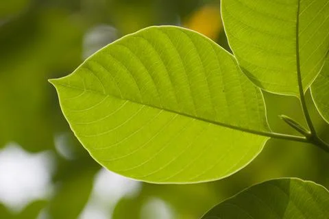 Green leaf texture. Closeup shot. Nature background. Stock Photos