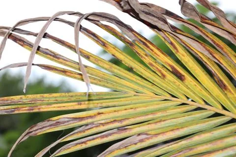 Green leaf texture. coconut Leaf texture background Stock Photos