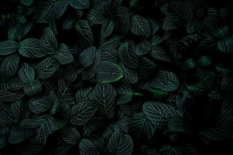 Green leaf texture on dark background. Close-up detail of indoor houseplant.  스톡 사진