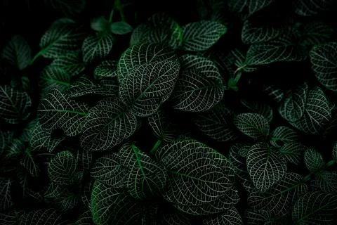 Green leaf texture on dark background. Close-up detail of indoor houseplant.. Stock Photos