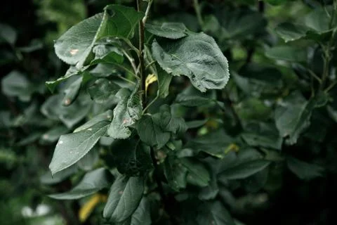 Green leaf texture, dark green foliage nature background Stock Photos