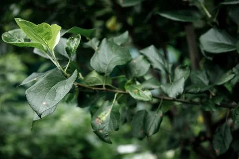 Green leaf texture, dark green foliage nature background Stock Photos