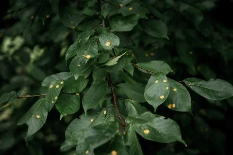 Green leaf texture, dark green foliage nature background Stock Photos